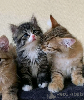 Zdjęcie №2 do zapowiedźy № 165165 na sprzedaż  perskie - wkupić się Finlandia prywatne ogłoszenie, hodowca