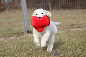 Zdjęcie №4. Sprzedam golden retriever w Berchtesgaden. prywatne ogłoszenie, hodowca - cena - negocjowane