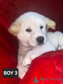 Zdjęcie №3. Akita-Welpen Dewsbury Jetzt Bereit. Niemcy