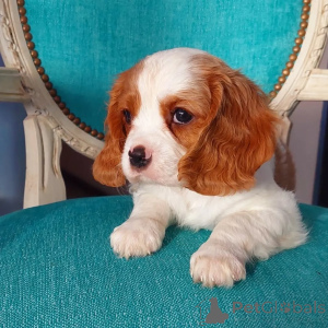Zdjęcie №2 do zapowiedźy № 158451 na sprzedaż  cavalier king charles spaniel - wkupić się Irlandia prywatne ogłoszenie