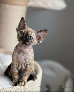 Zdjęcie №2 do zapowiedźy № 144519 na sprzedaż  devon rex - wkupić się Niemcy hodowca