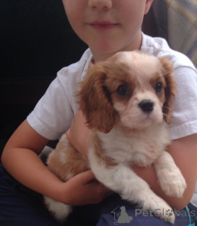 Zdjęcie №2 do zapowiedźy № 168262 na sprzedaż  cavalier king charles spaniel - wkupić się Szwecja prywatne ogłoszenie, hodowca