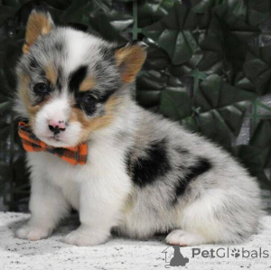 Zdjęcie №1. welsh corgi - na sprzedaż w Mediolan | 2870zł | Zapowiedź №166192