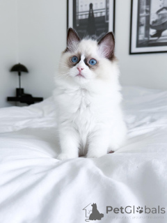 Zdjęcie №1. ragdoll - na sprzedaż w Campbell Town | 13439zł | Zapowiedź № 175237