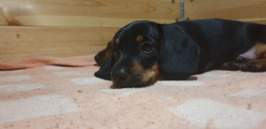 Zdjęcie №2 do zapowiedźy № 4981 na sprzedaż  pies nierasowy - wkupić się Białoruś prywatne ogłoszenie