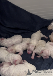 Zdjęcie №2 do zapowiedźy № 132702 na sprzedaż  bichon frise - wkupić się Niemcy 