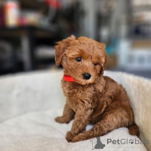 Zdjęcie №3. Dean Janet Kay Puppies House. USA