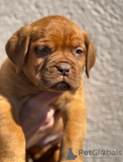 Dodatkowe zdjęcia: Dog de Bordeaux szczenięta