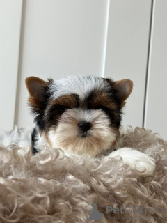 Zdjęcie №1. yorkshire terrier biewer - na sprzedaż w Praga | 8371zł | Zapowiedź №44590