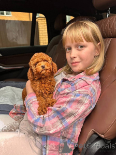 Zdjęcie №3. Dean Janet Kay Puppies House. USA