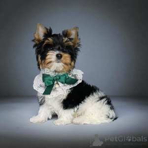 Zdjęcie №4. Sprzedam  w Tbilisi. hodowca - cena - Bezpłatny