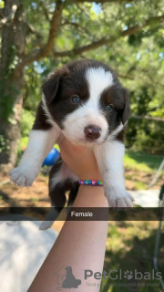 Zdjęcie №2 do zapowiedźy № 111393 na sprzedaż  border collie - wkupić się USA prywatne ogłoszenie