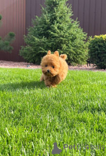 Zdjęcie №4. Sprzedam pudel (zabawka) w Brighton i Hove. prywatne ogłoszenie - cena - 2631zł