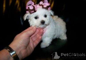 Zdjęcie №2 do zapowiedźy № 158348 na sprzedaż  maltipu - wkupić się Szwajcaria 