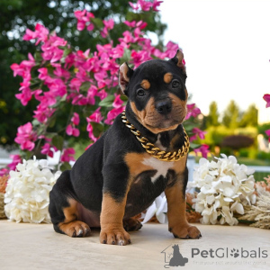Zdjęcie №2 do zapowiedźy № 161280 na sprzedaż  american bully - wkupić się USA prywatne ogłoszenie, hodowca