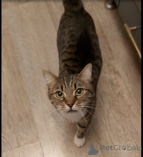 Zdjęcie №4. Sprzedam  w Khimki. prywatne ogłoszenie - cena - Bezpłatny