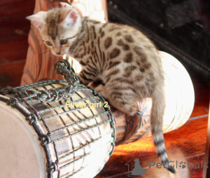 Zdjęcie №3. Wyjątkowy szczeniak bengalski. Austria