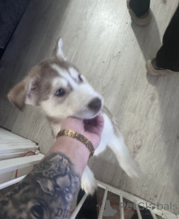 Zdjęcie №1. husky syberyjski - na sprzedaż w Andorra La Vella | 1622zł | Zapowiedź №161320
