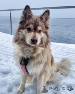 Zdjęcie №2 do zapowiedźy № 164331 na sprzedaż  fiński lapphund - wkupić się Finlandia hodowca