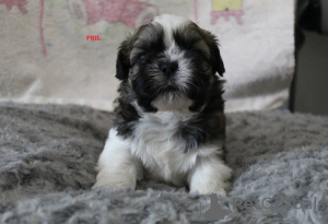 Zdjęcie №1. shih tzu - na sprzedaż w Haugesund | 1674zł | Zapowiedź №170174