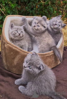 Zdjęcie №1. scottish fold - na sprzedaż w Frechen | 2153zł | Zapowiedź № 173925