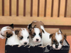 Zdjęcie №1. jack russell terrier - na sprzedaż w Kruševac | negocjowane | Zapowiedź №176340
