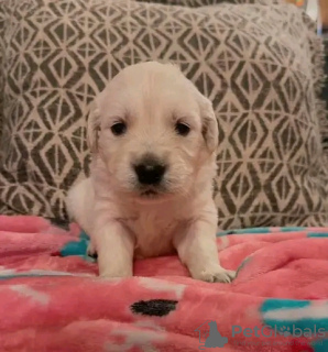 Zdjęcie №3. SZCZENIAK LABRADOR ZŁOTY RETRIEVER. Kanada