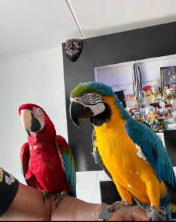 Zdjęcie №1.  - na sprzedaż w Monachium | Bezpłatny | Zapowiedź № 161914