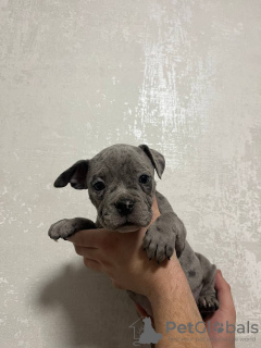 Zdjęcie №4. Sprzedam american bully w Москва. hodowca - cena - negocjowane
