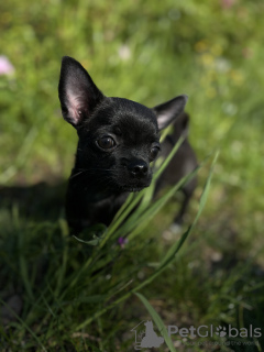 Dodatkowe zdjęcia: Piasek chihuahua