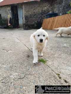 Zdjęcie №2 do zapowiedźy № 134643 na sprzedaż  golden retriever - wkupić się Belgia 