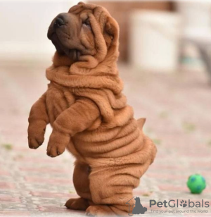 Zdjęcie №1. shar pei - na sprzedaż w Stockholm | negocjowane | Zapowiedź №113219