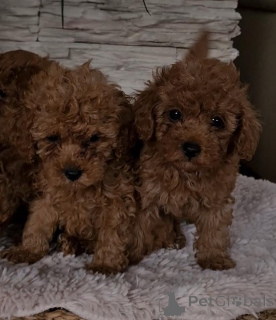 Zdjęcie №2 do zapowiedźy № 139180 na sprzedaż  pudel (zabawka) - wkupić się Serbia hodowca