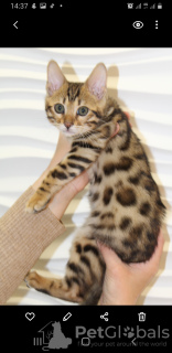Zdjęcie №2 do zapowiedźy № 10474 na sprzedaż  kot bengalski - wkupić się Ukraina prywatne ogłoszenie