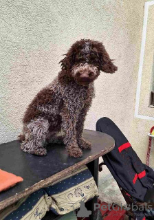 Dodatkowe zdjęcia: Szczenięta Lagotto Romagnolo