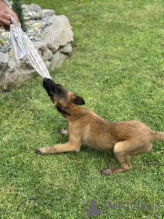 Dodatkowe zdjęcia: Owczarek belgijski - Malinois