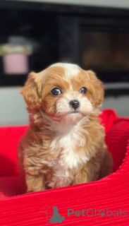 Zdjęcie №3. Miniaturowa suczka maltańska. Niemcy