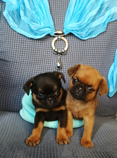 Zdjęcie №3. Szczenięta Petit Brabançon kupię w Moskwie. Federacja Rosyjska