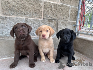 Zdjęcie №1. labrador retriever - na sprzedaż w Gennarby | negocjowane | Zapowiedź №171779