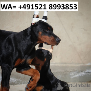Zdjęcie №1. doberman - na sprzedaż w GOTHENBURG | 4305zł | Zapowiedź №147976