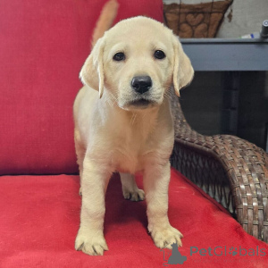 Zdjęcie №4. Sprzedam labrador retriever w Berlin. prywatne ogłoszenie - cena - 2870zł