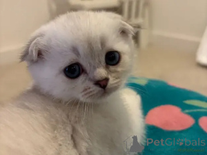 Zdjęcie №1. scottish fold - na sprzedaż w Bielefeld | 2774zł | Zapowiedź № 175704
