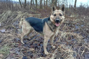 Zdjęcie №3. Cudowny pies Alma jako prezent. Białoruś