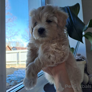 Zdjęcie №4. Sprzedam maltipu w Mogilow. hodowca - cena - 3737zł