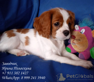 Zdjęcie №2 do zapowiedźy № 11578 na sprzedaż  cavalier king charles spaniel - wkupić się Federacja Rosyjska hodowca