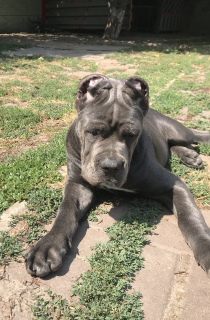 Zdjęcie №2 do zapowiedźy № 3055 na sprzedaż  cane corso - wkupić się Ukraina hodowca