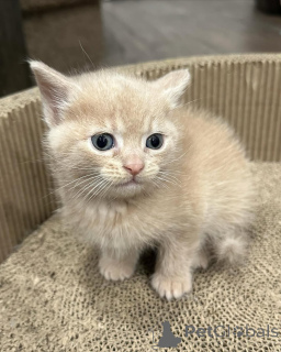 Zdjęcie №2 do zapowiedźy № 150618 na sprzedaż  kot domowy - wkupić się Niemcy ze schronu, hodowca