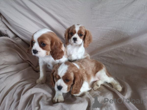 Zdjęcie №1. cavalier king charles spaniel - na sprzedaż w Wooker | 2153zł | Zapowiedź №169428