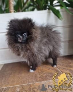 Dodatkowe zdjęcia: Pomeranian Szpic Miniaturowy