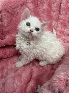 Zdjęcie №3. Chatons Selkirk Rex do sprzedaży. Francja